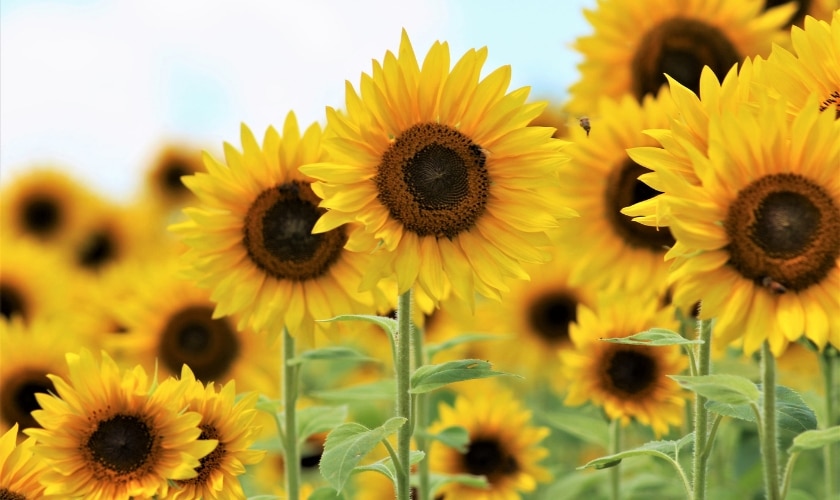 Sonnenblumen - Achtsamkeit