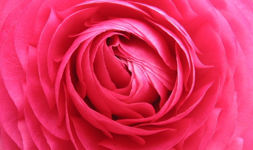 Blüte einer Rose in Großaufnahme