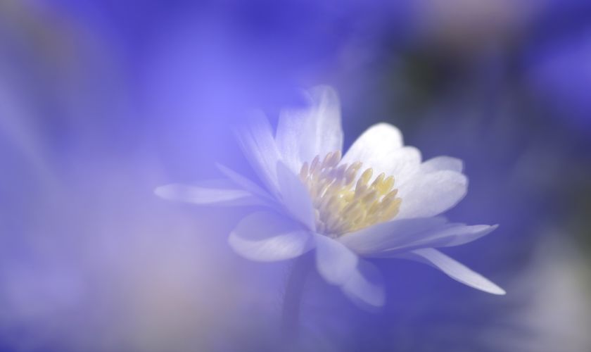 Verbunden mit dem Geist der Blumen
