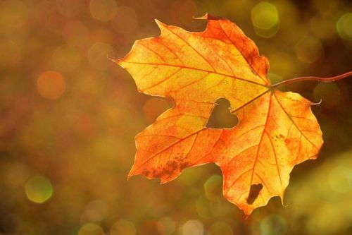 Immer sind wir Werdende - Advents-Kurs