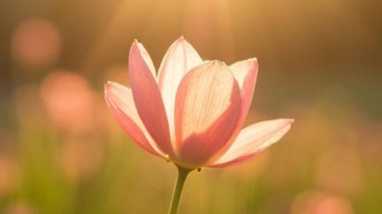 Das göttliche Feld lesen